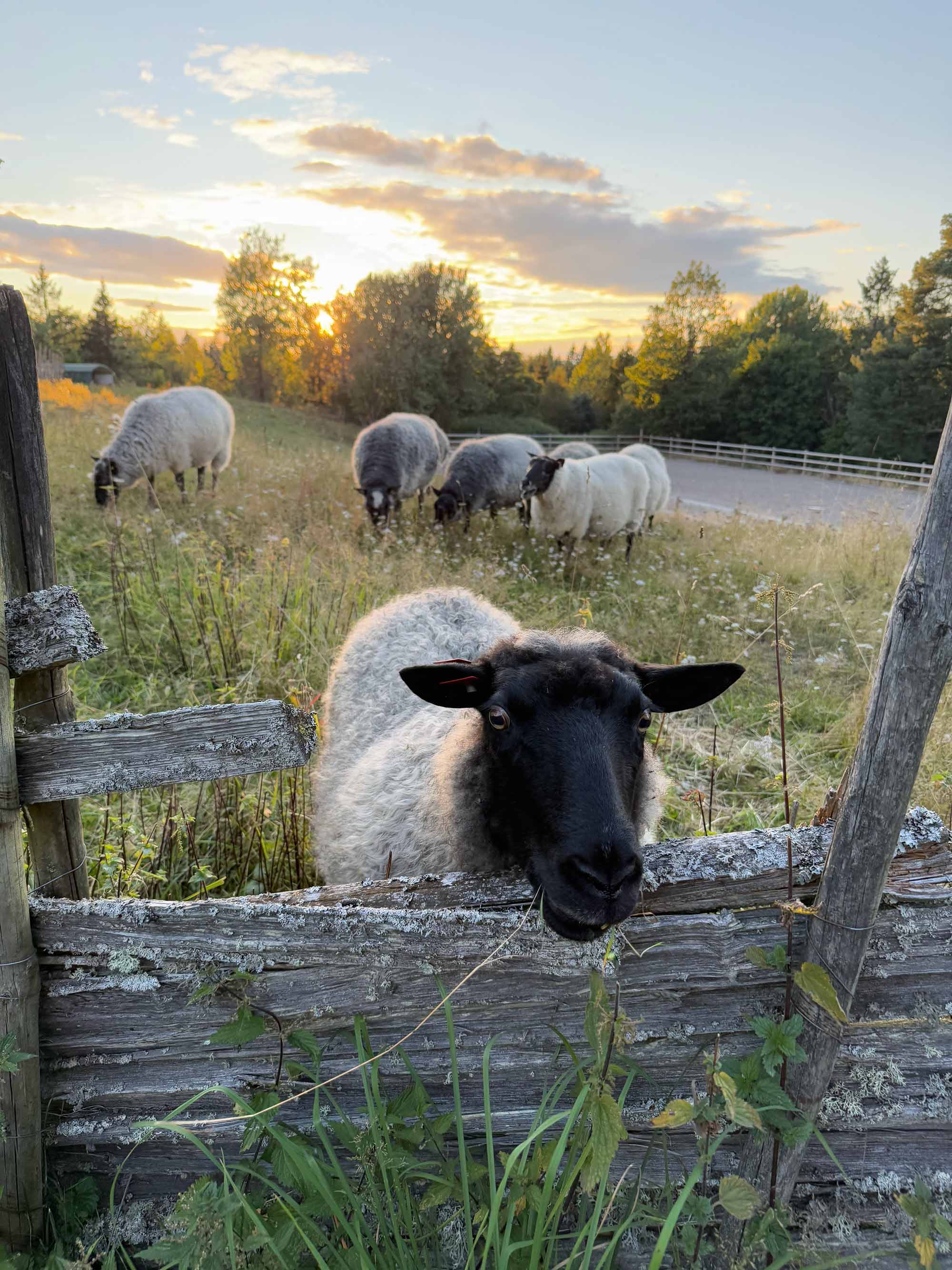 Garn fra Kulerød Gård