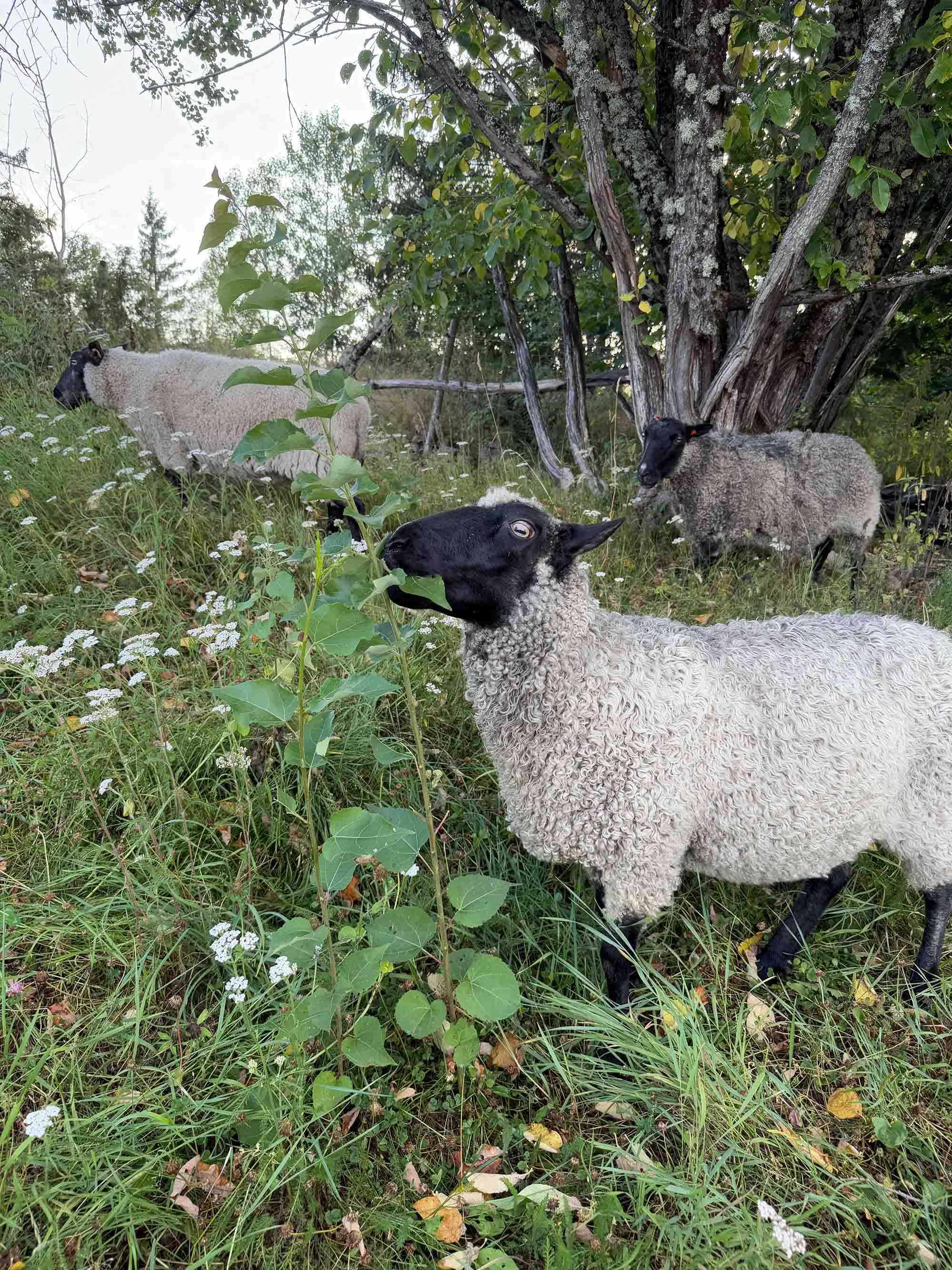 Garn fra Kulerød Gård